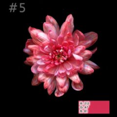 Краска флористическая №6 Бледно-персиковый 275мл