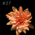 Краска флористическая №27 Оранжевый-огонь 0,3 л