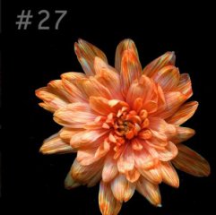 Краска флористическая №27 оранжевый-огонь 0,3 л