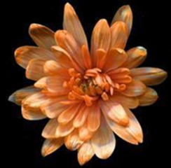 Краска флористическая №30  Мандариновый 0,3 л.